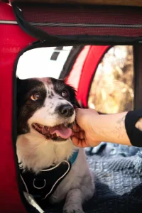 A close-up, heartwarming shot of a person's hand affectionately scratching the chin of a happy, spotted black-and-white dog wearing a blue harness, while the dog rests inside a red pet carrier or tent.