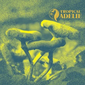 Three curved wild mushrooms rising from mossy ground in a soft-focus forest scene, goblincore stylized with grainy yellow-green tones, abstract overlays, and Tropical Adelie branding.