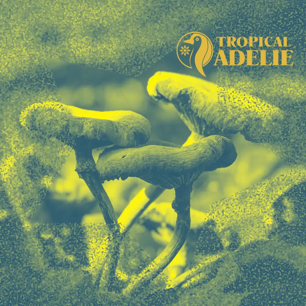 Three curved wild mushrooms rising from mossy ground in a soft-focus forest scene, stylized with grainy yellow-green tones, abstract overlays, and Tropical Adelie branding.