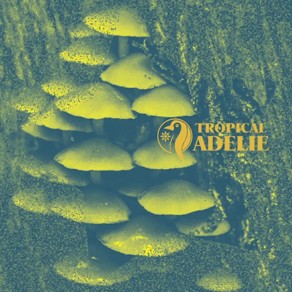 Cluster of small shelf mushrooms growing along a dark tree trunk in a forest, edited with grainy yellow-green textures and layered abstract shapes, featuring the Tropical Adelie logo.