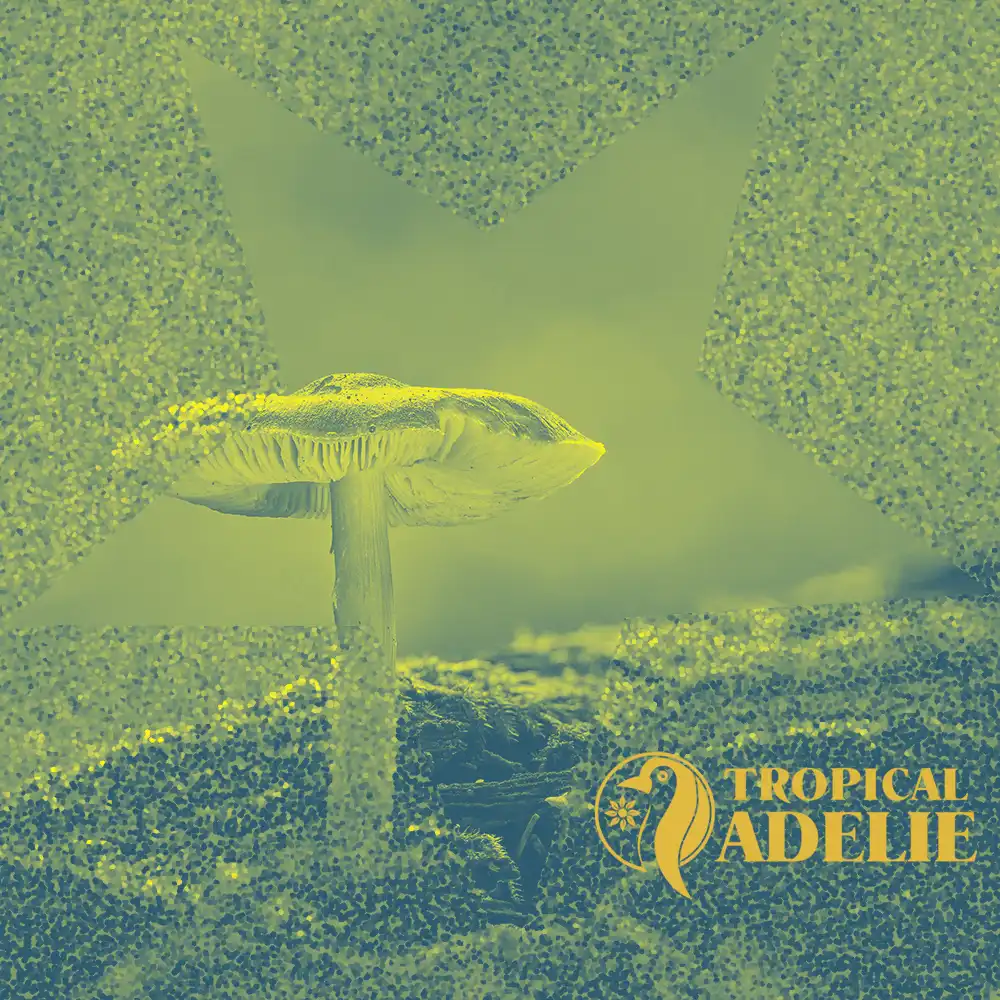 Close-up of a single wild mushroom growing from damp forest moss, edited in textured green and yellow halftone tones with layered geometric shapes and the Tropical Adelie logo in the corner.