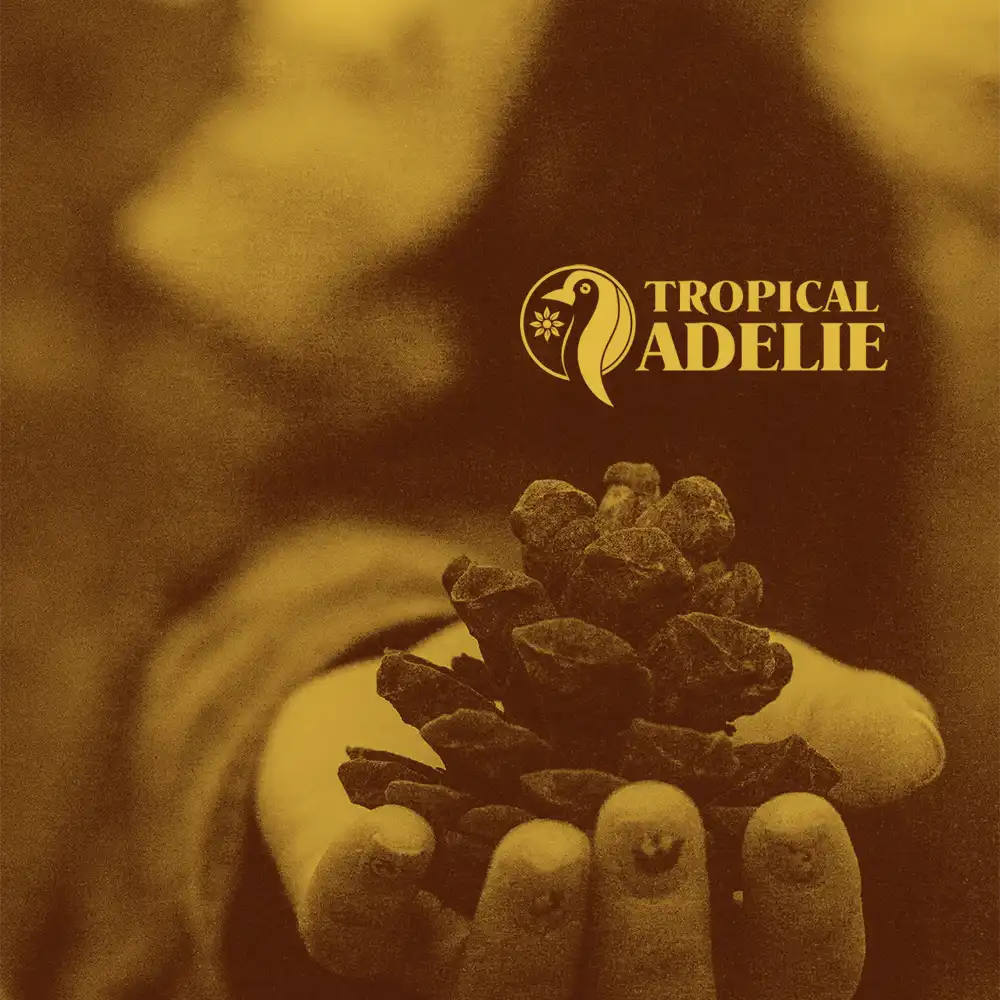 A warm, sepia-toned image of a person's hands gently holding a pinecone, symbolizing a connection with nature while camping alone as a woman, featuring the "TROPICAL ADELIE" logo in the top right.