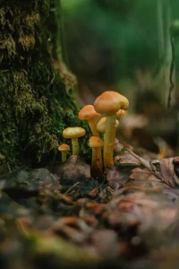 Brown mushrooms growing beside a mossy tree trunk in the forest, a natural goblincore collection inspiration