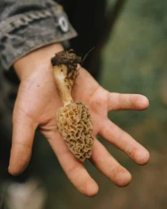 Fresh morel mushroom held by hand, a foraged wild mushroom for cooking and preparing morel mushrooms
