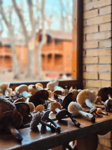 Variety of wild mushrooms arranged on a wooden table, illustrating the joy of mushroom growing and the everyday life of an indoor mushroom grower.