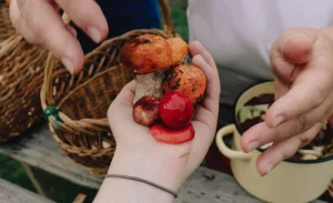 Hands holding freshly picked wild mushrooms after mushroom picking outdoors